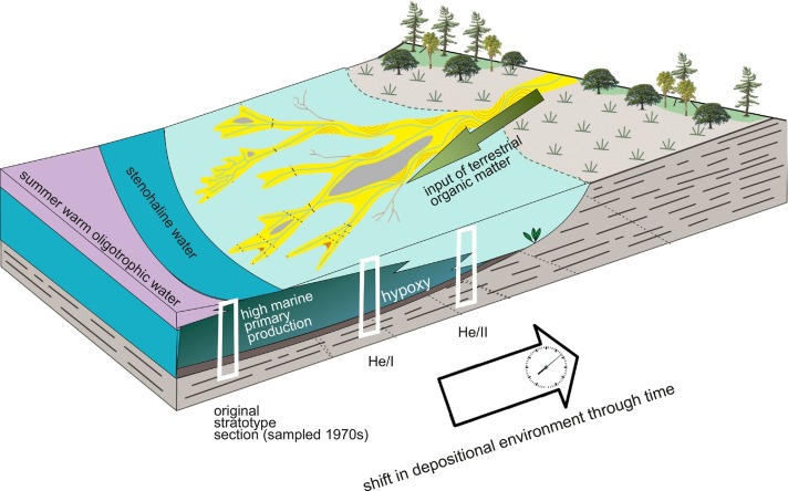 Fig. A schematic simplified model of the reconstructed palaeoenvironment at the Hevlín locality. Positions of the analysed sections within the depositional system are indicated by white columns